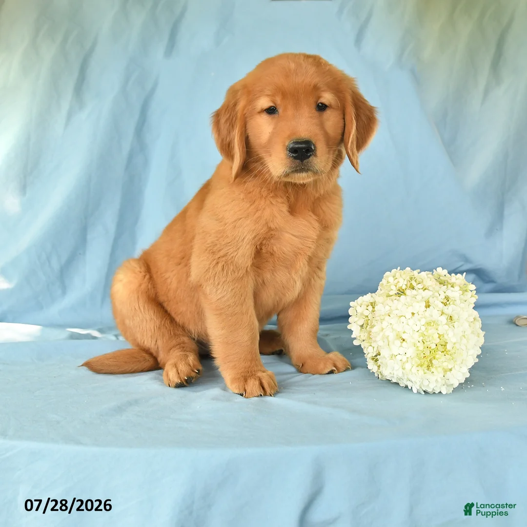 Golden Retriever dogs for sale: Maggie - Ad 1