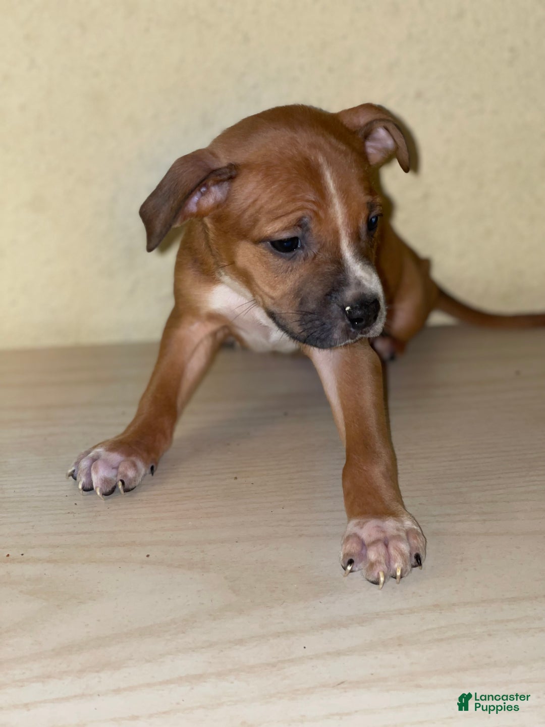 American Pit Bull Terrier dogs for sale: American Pit Bull Terrier Puppy 9 - Ad 7