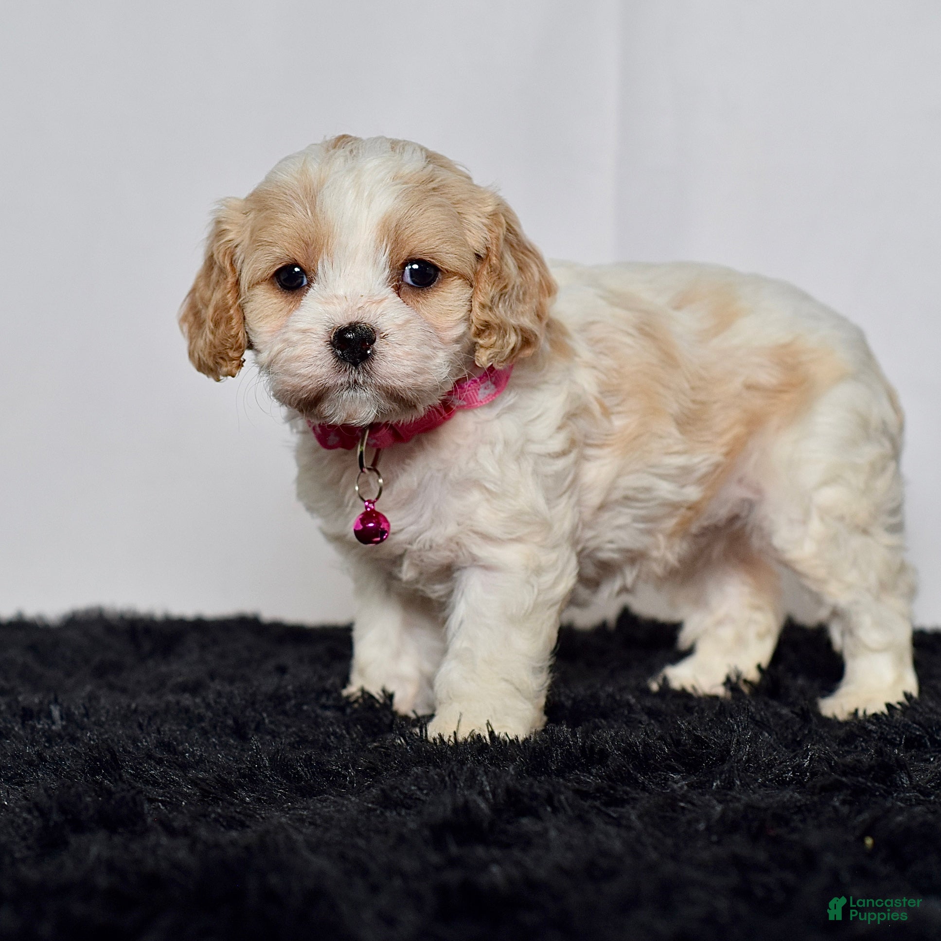 Cavapoo dogs Ms. Darla - Ad 2