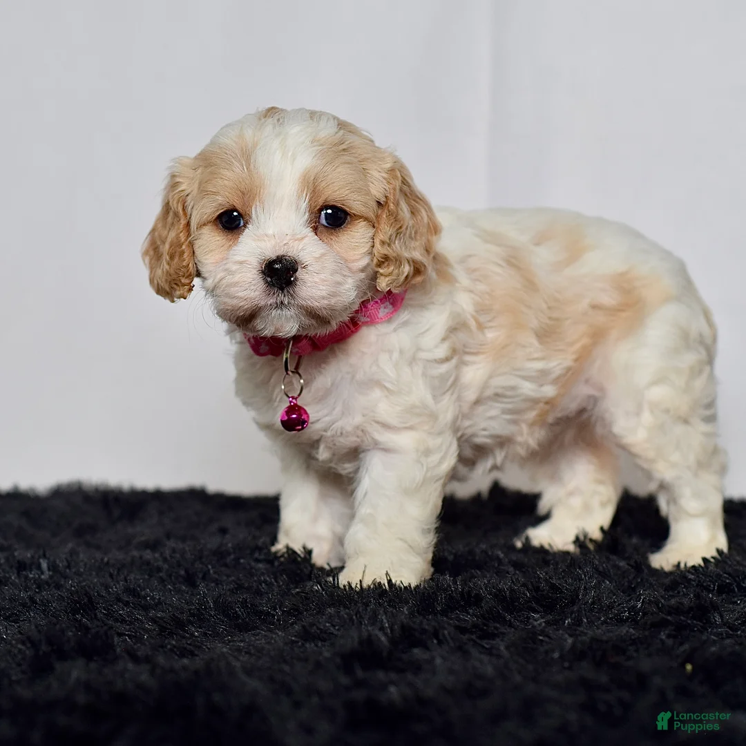 Cavapoo dogs for sale: Ms. Darla - Ad 2