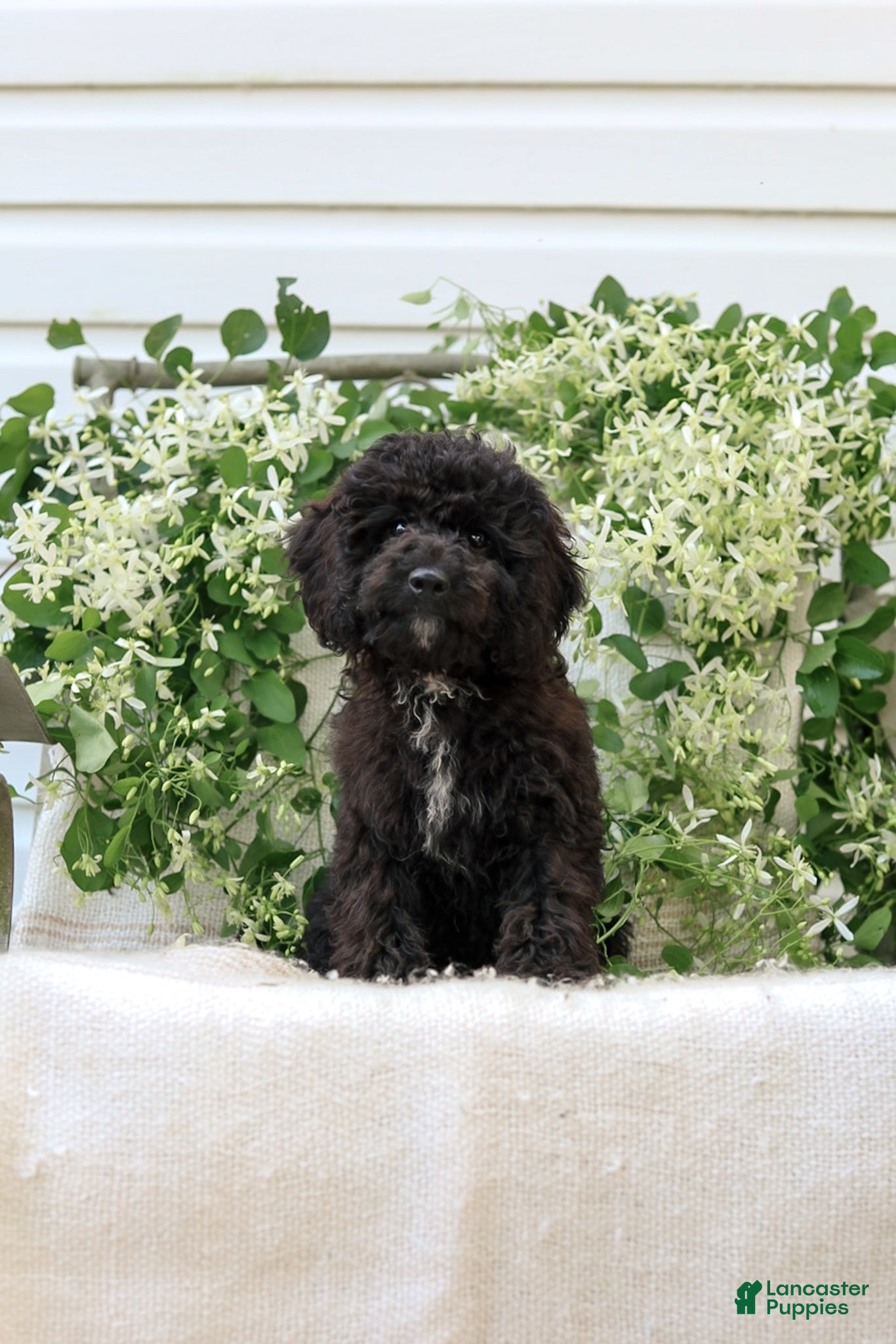 Cavapoo dogs Kenny - Ad 1