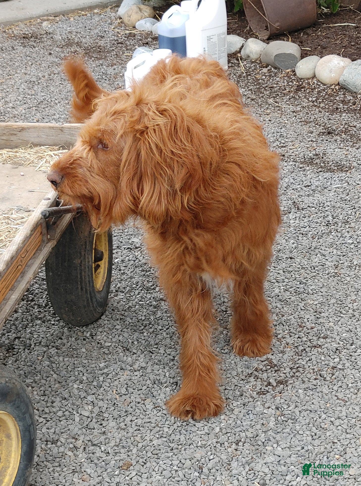 Goldendoodle dogs Shelly - Ad 2