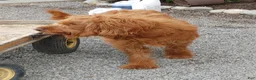 Goldendoodle dogs for sale: Shelly - Ad 2