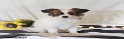 Papillon dogs for sale: Quinto - Ad 5