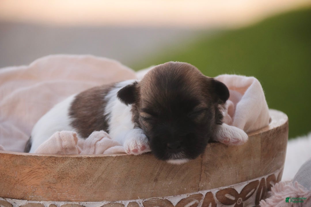 Havanese dogs Cupcake Havanese   - Ad 1