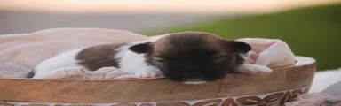 Cupcake Havanese  