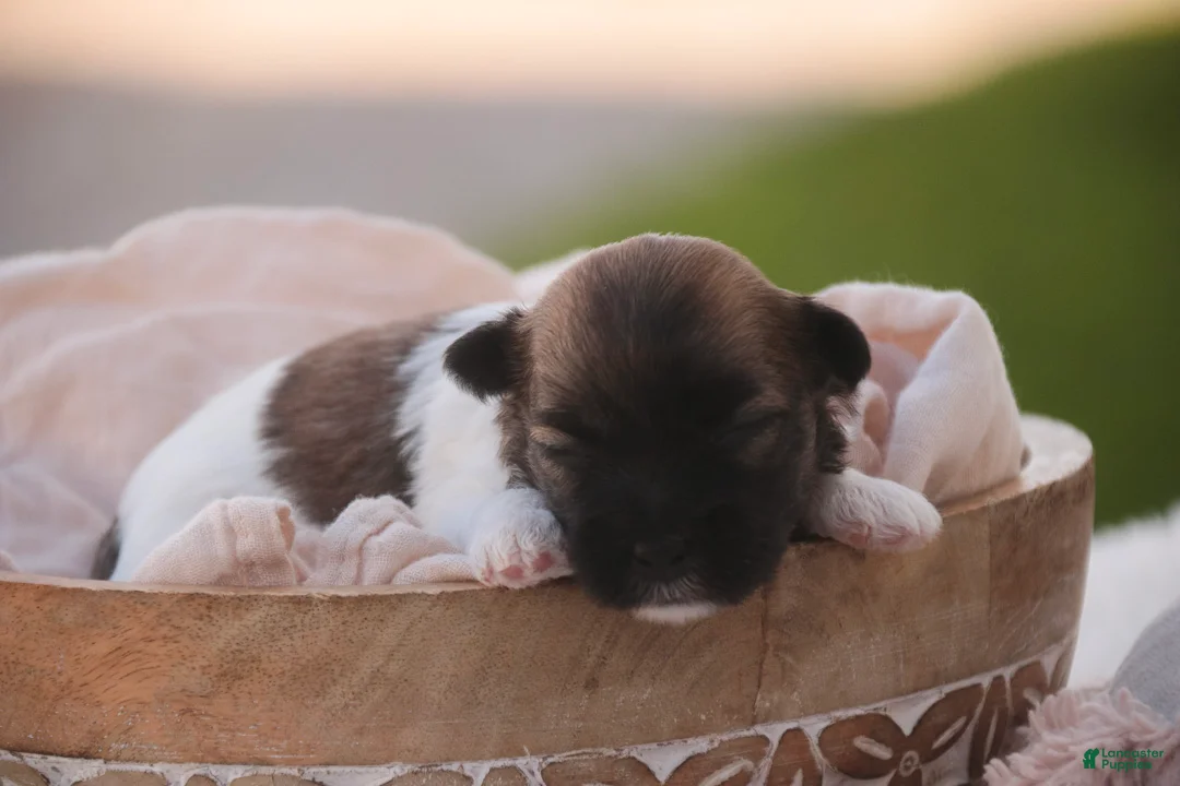 Havanese dogs for sale: Cupcake Havanese   - Ad 1
