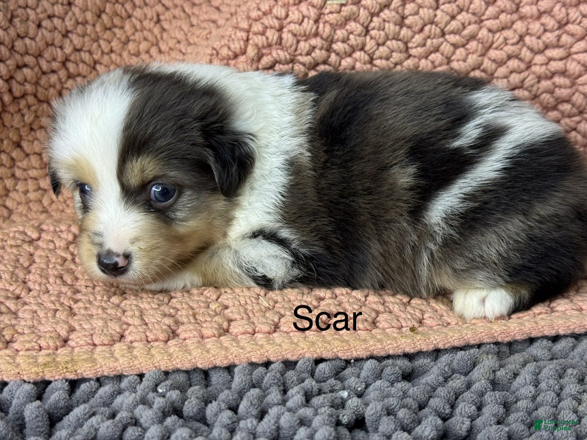 Miniature Australian Shepherd dogs Scar - Ad 1