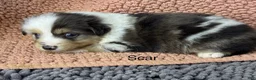 Miniature Australian Shepherd dogs for sale: Scar - Ad 1