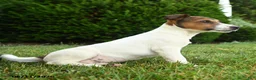 Jack Russell Terrier dogs for sale: Ash - Ad 3