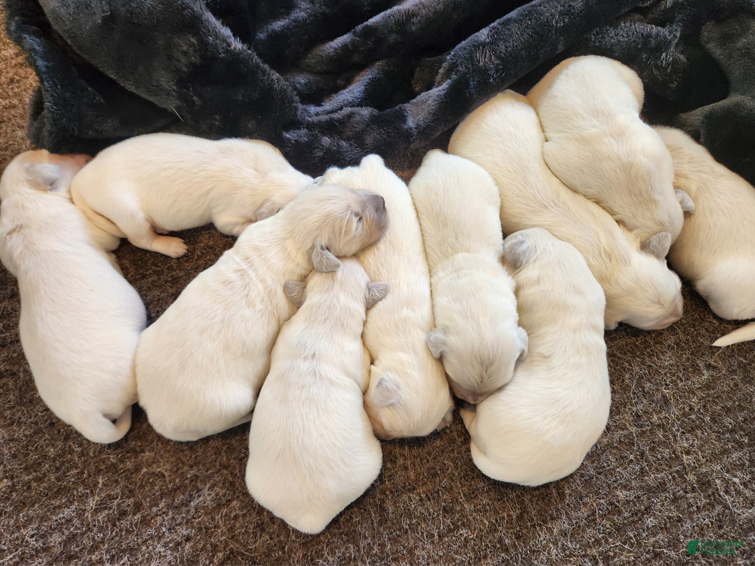 Golden Retriever dogs for sale: Parker - Ad 7