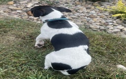 Rat Terrier dogs for sale: Bella - Image 3