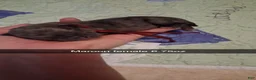 Pug dogs for sale: Thalia - Ad 8