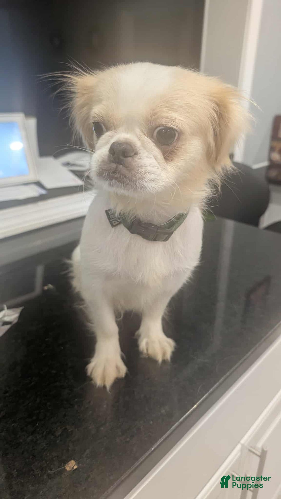 Pekingese dogs for sale: Pekingese Puppy 1 - Ad 2