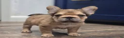 French Bulldog dogs for sale: 💛🧡Ginger🧡💛 - Ad 3