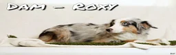 Miniature Australian Shepherd dogs for sale: Princess - Ad 10