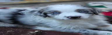 Australian Shepherd Puppy 8