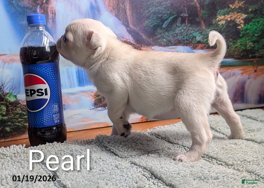 Pug dogs for sale: Priceless Pearl - Ad 3