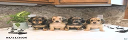 Miniature Dachshund dogs for sale: Brantley - Ad 3