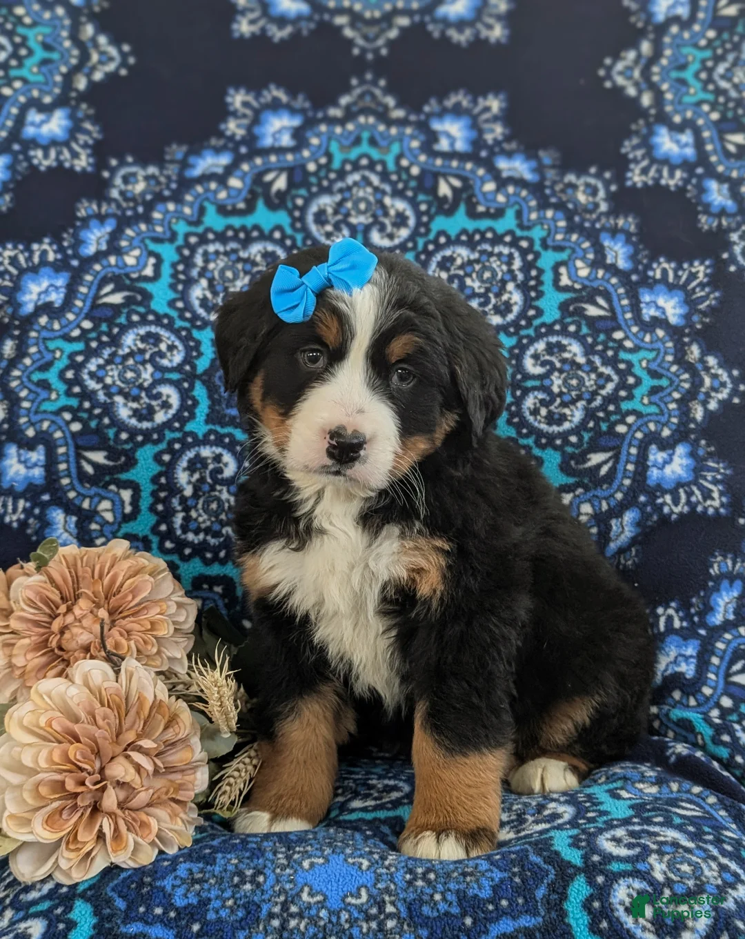 Bernese Mountain Dog dogs for sale: Ginny - Ad 3