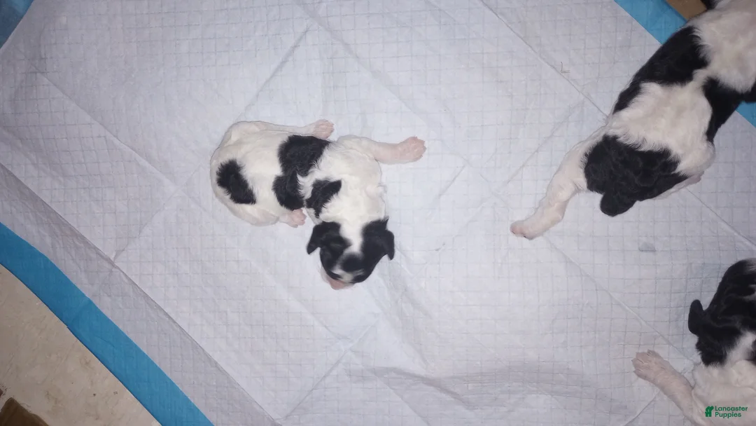 Standard Poodle dogs for sale: Standard Parti Poodle 2 - Ad 1