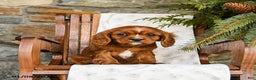 Cavalier King Charles Spaniel dogs for sale: Chocolate - Ad 4