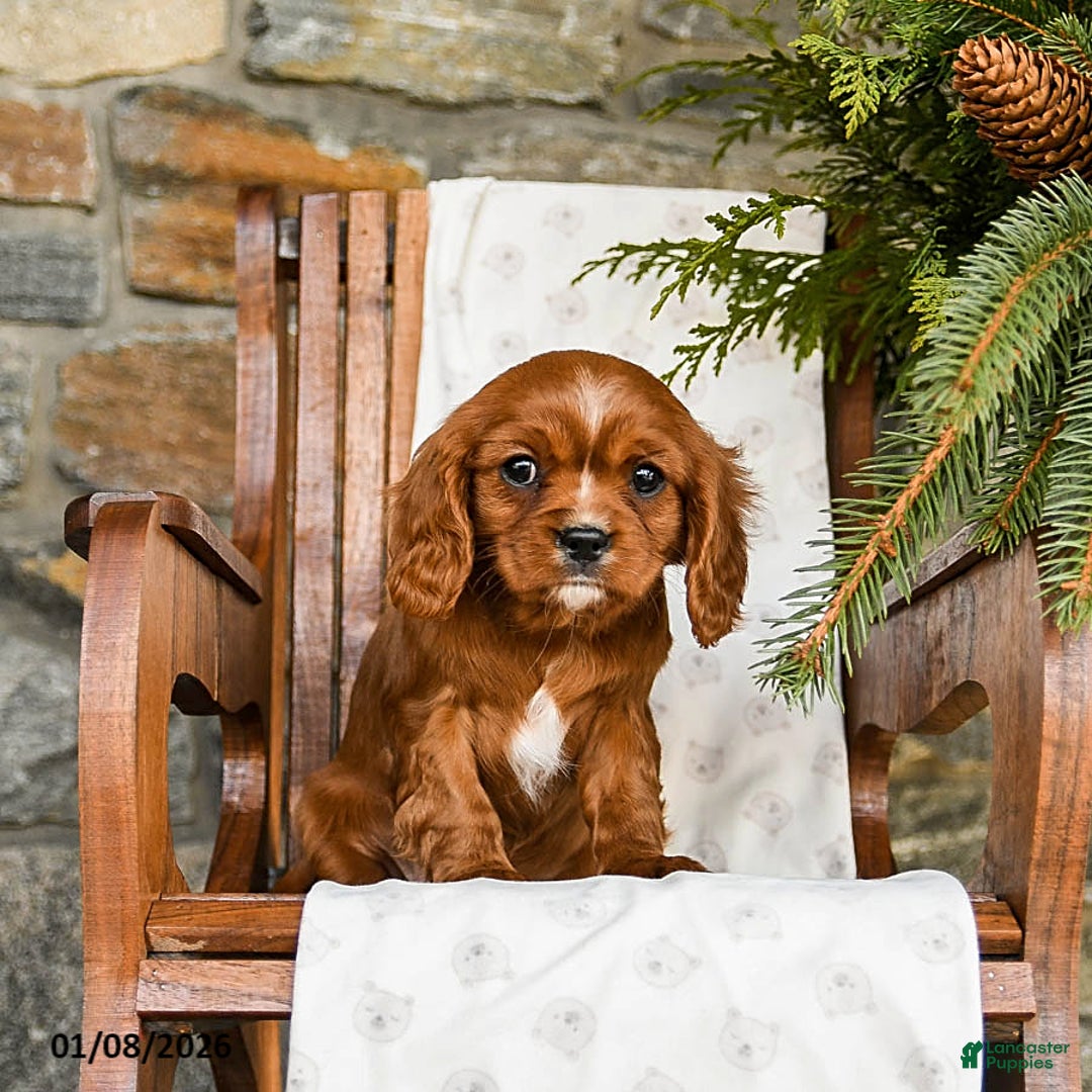 Cavalier King Charles Spaniel dogs for sale: Chocolate - Ad 4