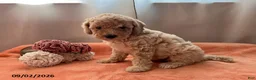 Miniature Poodle dogs for sale: Tina - Ad 3