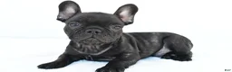 French Bulldog dogs for sale: Beau - Ad 4