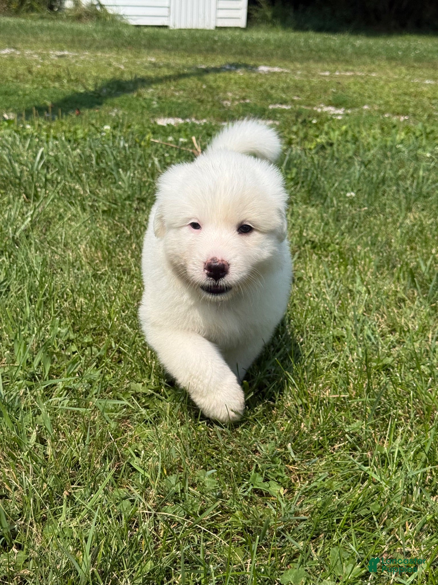 Great Pyrenees dogs Mr Black  - Ad 27