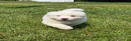 Great Pyrenees dogs for sale: Mr Black  - Ad 1