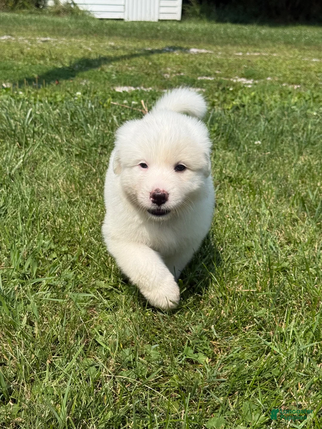 Great Pyrenees dogs for sale: Mr Black  - Ad 1