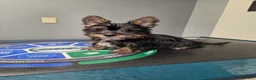 Morkie dogs for sale: Birch - Ad 2
