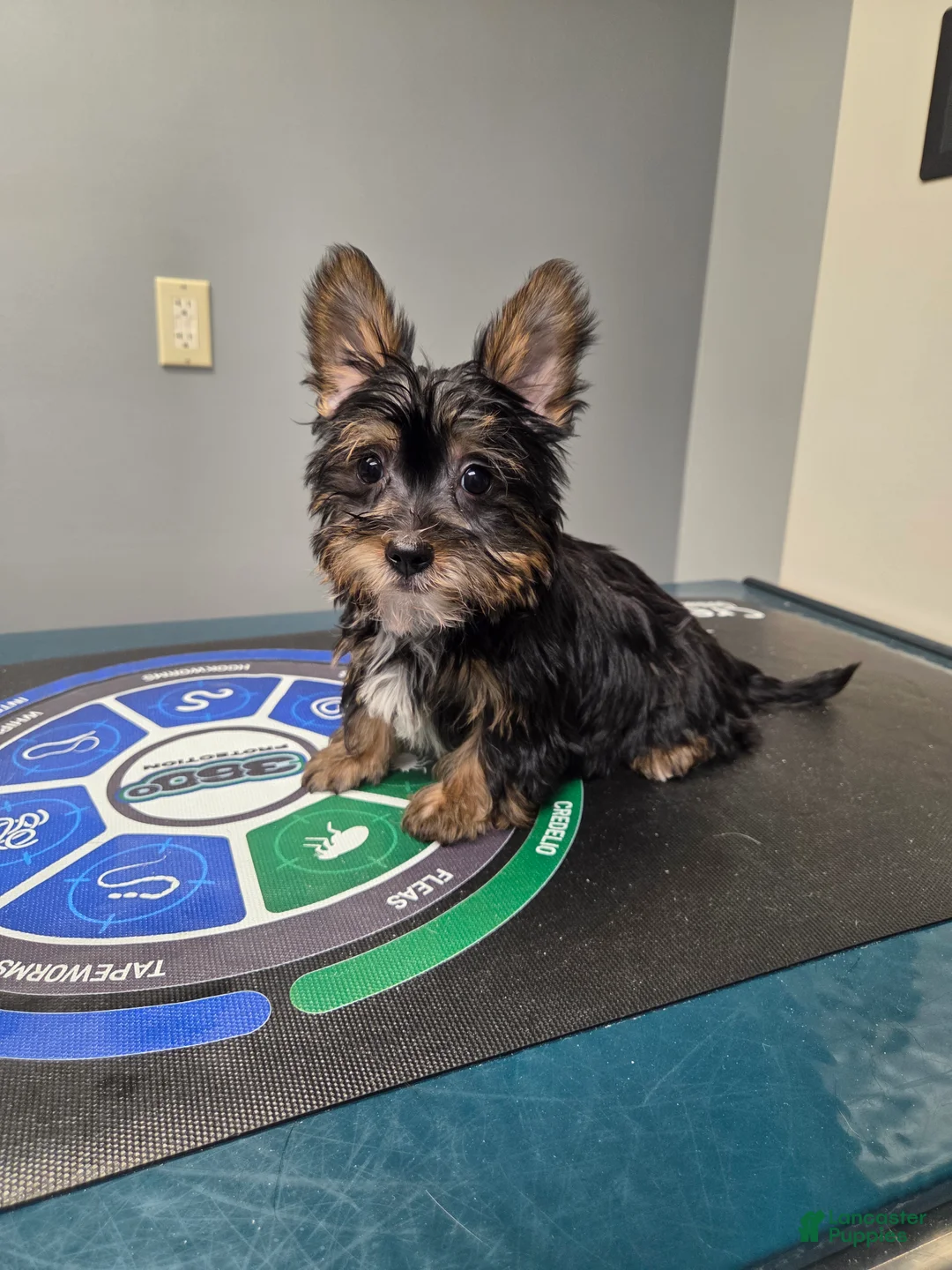 Morkie dogs for sale: Birch - Ad 2
