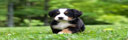 Bernese Mountain Dog dogs for sale: Amber - Ad 4