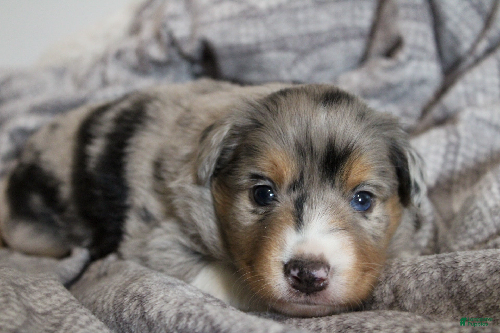 Miniature Australian Shepherd dogs Genesis - Ad 1
