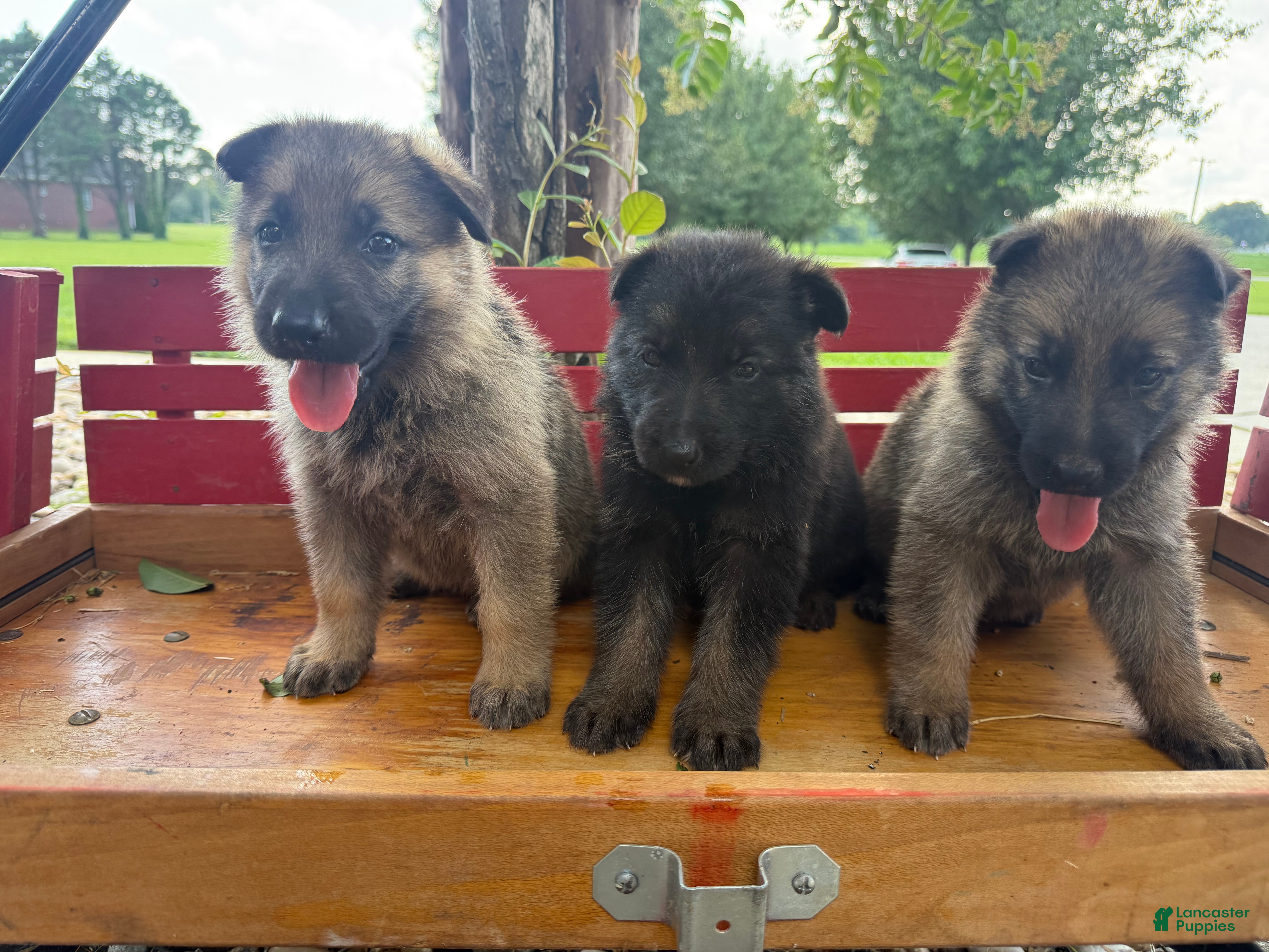 German Shepherd dogs Maverick - Ad 1