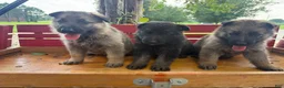 German Shepherd dogs for sale: Maverick - Ad 1