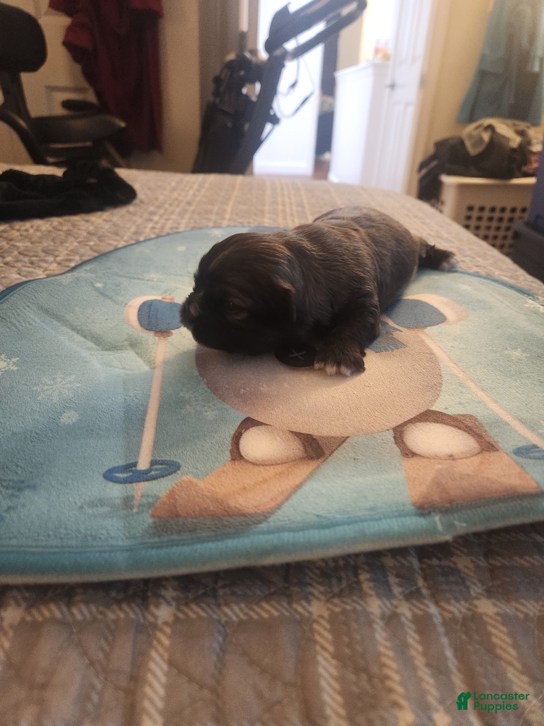 Shih Tzu dogs for sale: Shih Tzu Puppy 2 - Ad 1