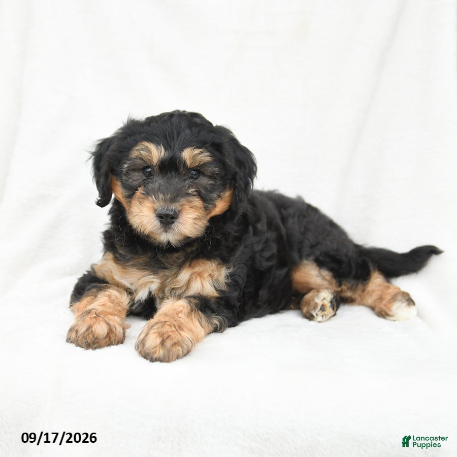 Mini Bernedoodle dogs Miles - Ad 2