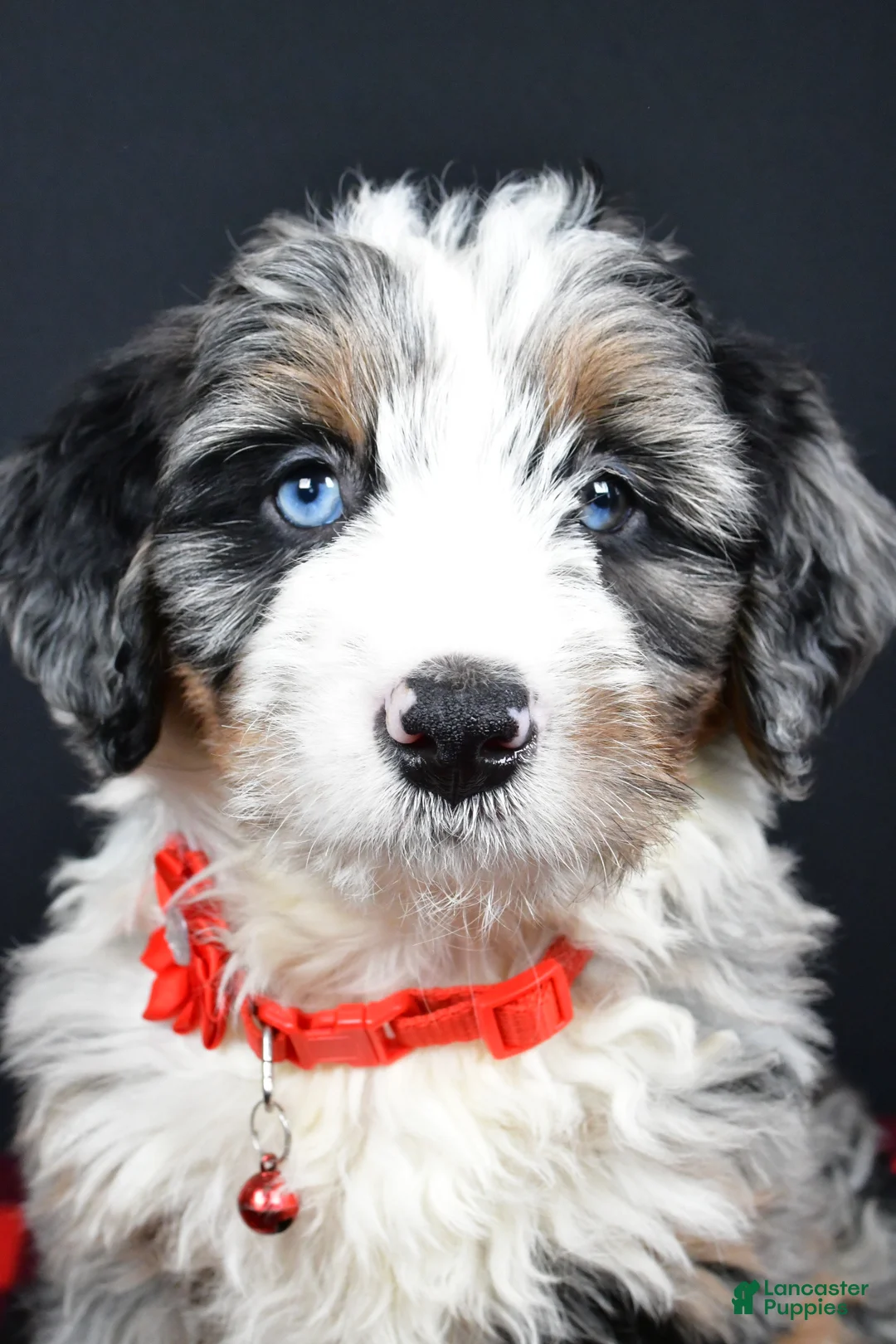 Mini Bernedoodle dogs for sale: Brianna - Ad 6