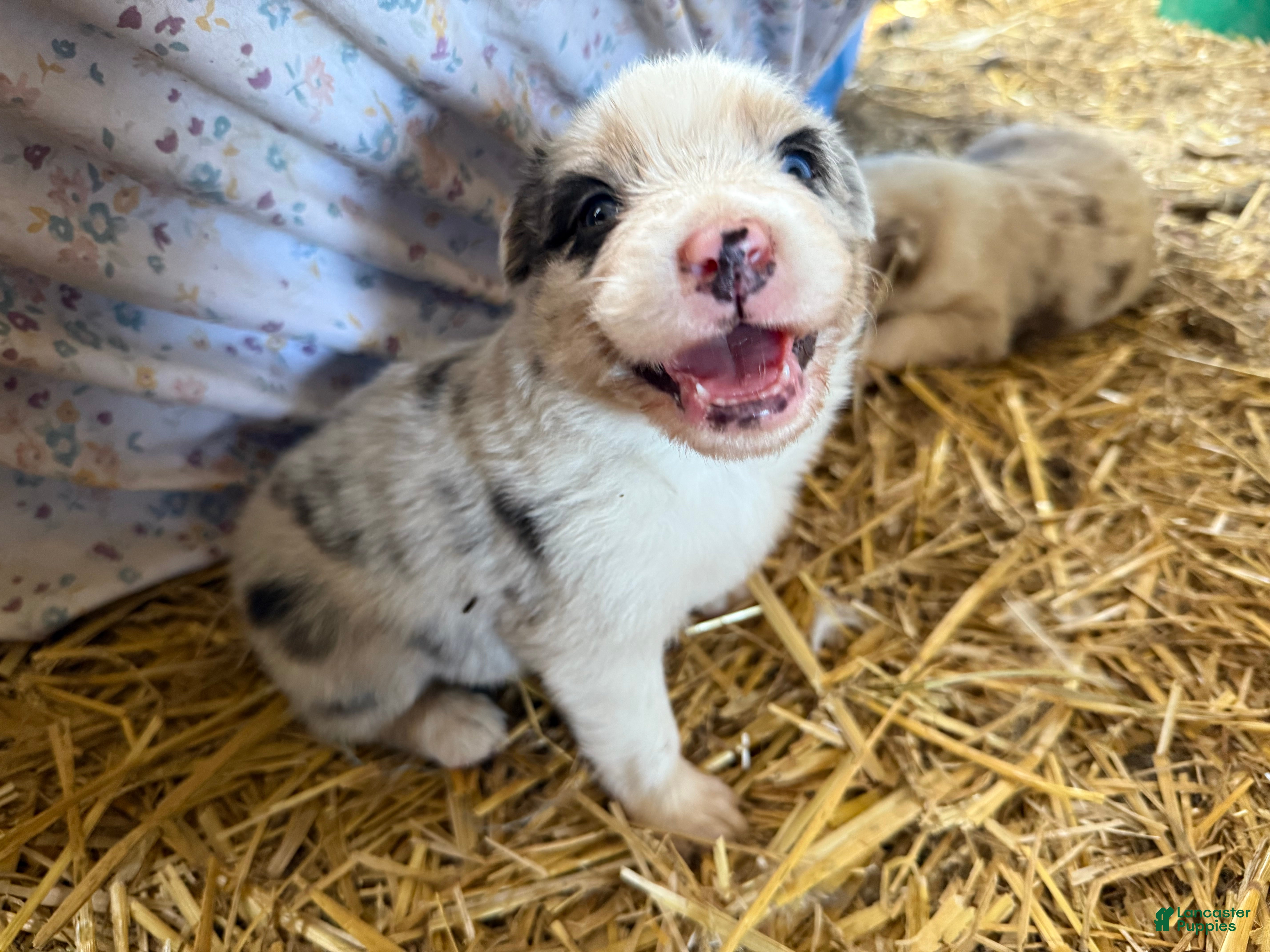 Australian Shepherd dogs Australian Shepherd Puppy 3 - Ad 2