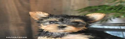 Yorkshire Terrier dogs for sale: Dexter - Ad 5