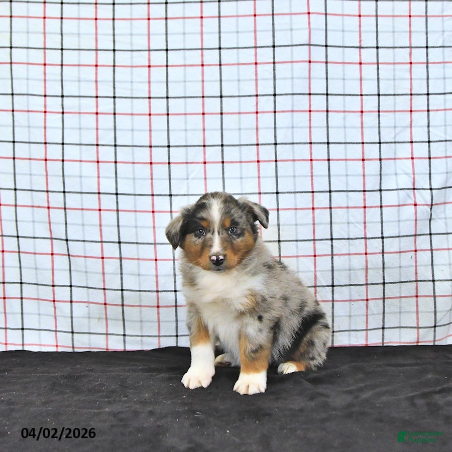 Australian Shepherd dogs Parker - Ad 1