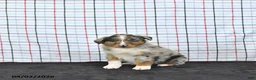 Australian Shepherd dogs for sale: Parker - Ad 1