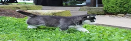 Siberian Husky dogs for sale: Reno - Ad 7