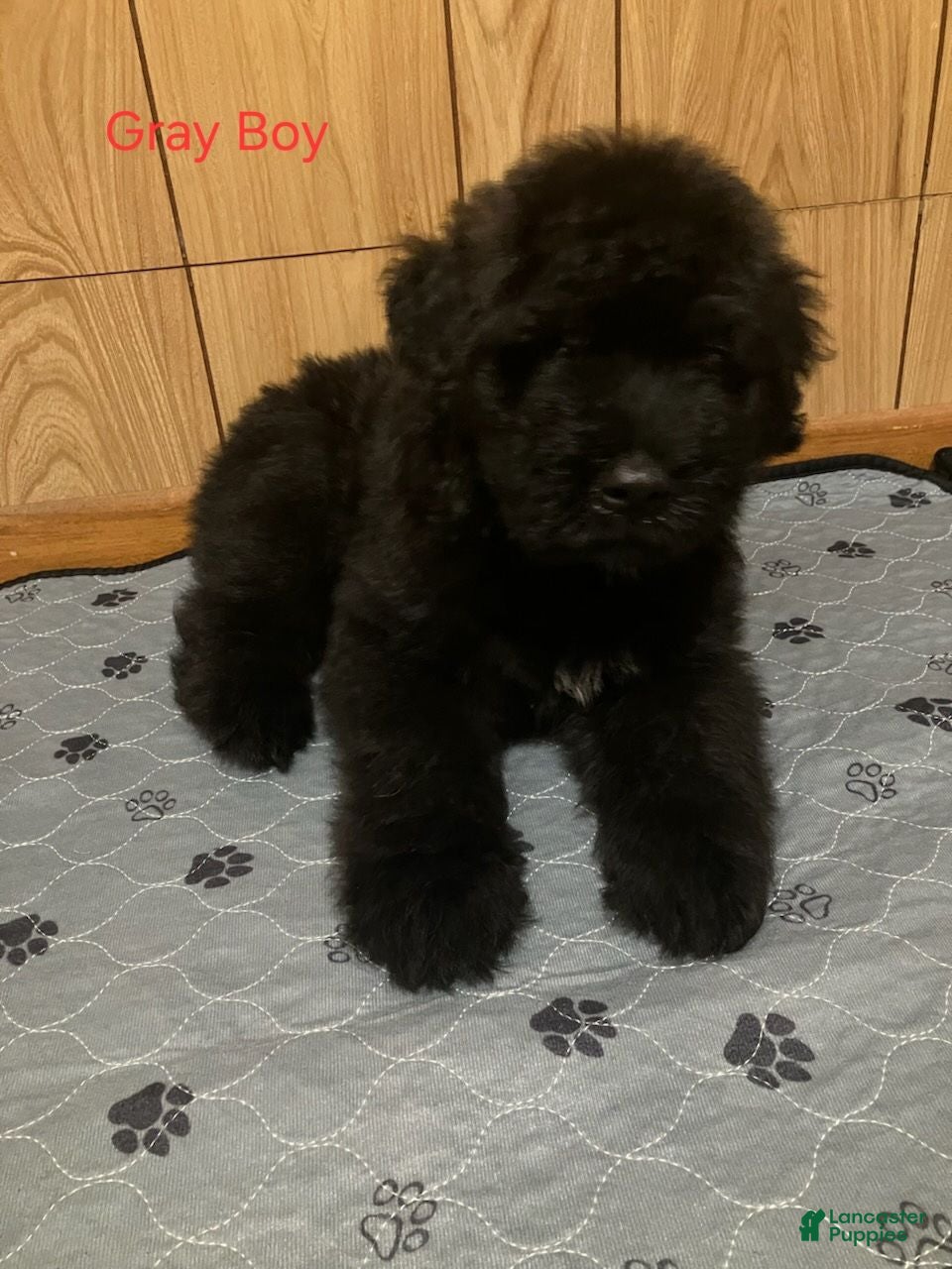 Bouvier Des Flandres dogs Bouvier Des Flandres 1 - Ad 1
