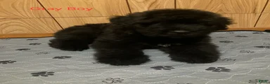 Bouvier Des Flandres 1