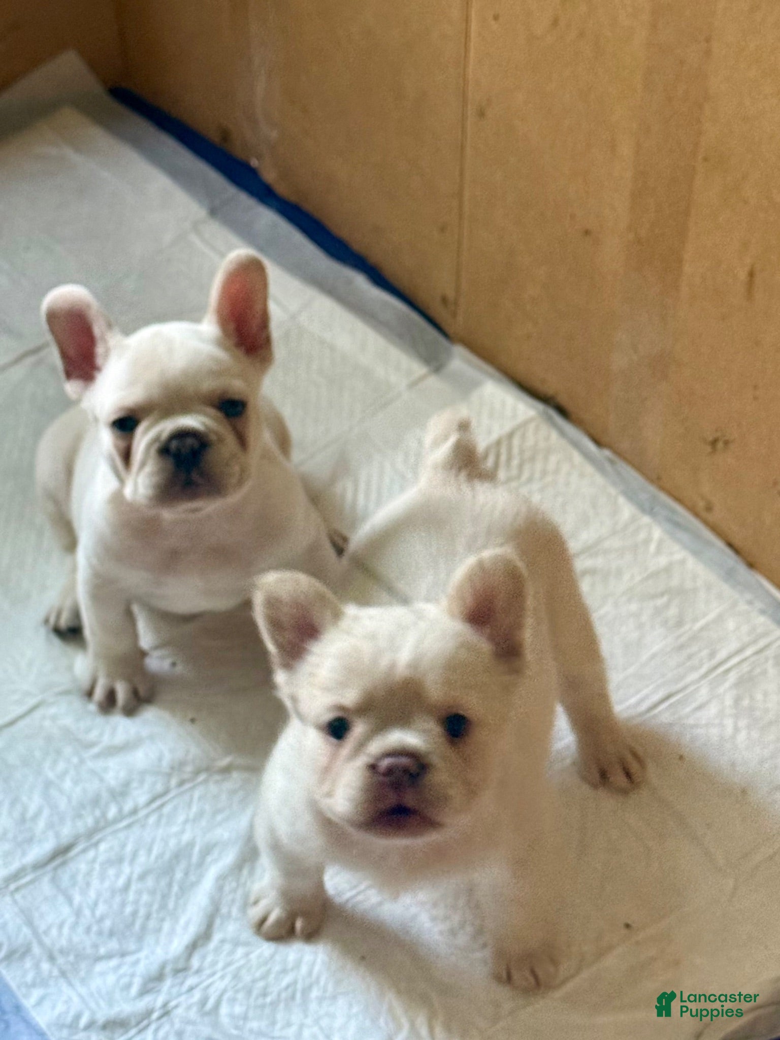 French Bulldog dogs French Bulldog 1 - Ad 1