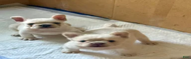 French Bulldog 1